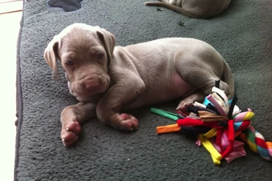 Weimaraner Puppies (id: 107282) – BUZZERG