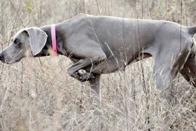 Weimaraners Wallpapers   Android Apps And Tests   AndroidPIT