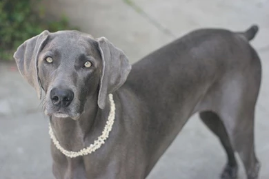 Weimaraner Dog Breeders   The Dog Wallpapers   Best The Dog Wallpapers