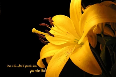 Free Download Love Wallpapers For PC   HD Wallpapers Lovely