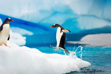 Gentoo Penguins Antarctica Desktop Wallpapers