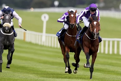 HORSE RACING Race Equestrian Sport Jockey Horses Wallpapers ...