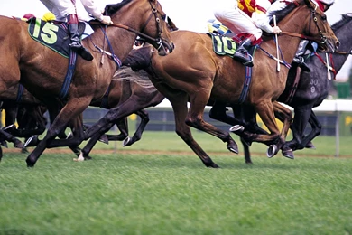 HORSE RACING Race Equestrian Sport Jockey Horses Wallpapers ...