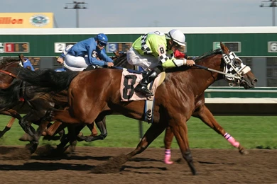 HORSE RACING Race Equestrian Sport Jockey Horses Wallpapers ...