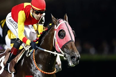 Halis Karata Horse Racing Turkish Horses Jockey Sports