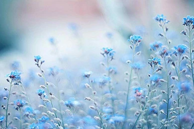 Flower Tumblr Wallpapers