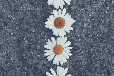 Daisy Pavement Wallpapers Tumblr