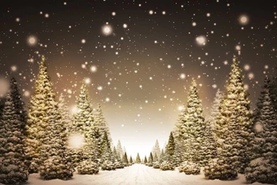 Christmas Trees Wallpaper 1080p 1024x576.jpg