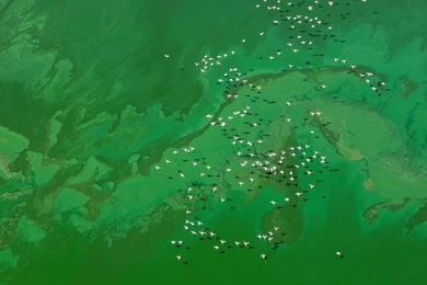 Aerial Flying Birds MAC OS X Mountain Lion HD Wallpapers ...