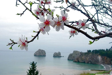 Spring Season HD Desktop Wallpapers : Widescreen : High Definition ...