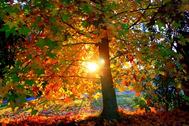 Wallpapers Seasons Autumn Nature Image