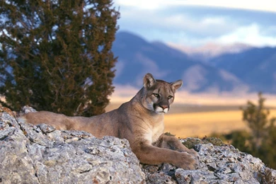 Wallpapers Pictures Photos: In Mountain Lion Pictures