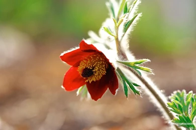 1440*900 Wallpapers Of Season Spring 1440x900 NO.3 Desktop ...