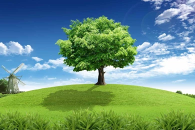 Green Tree HD Wallpapers   HD Wallpaper Backgrounds Of Your Choice