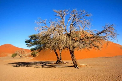 Namibia Wallpapers: Desert, Dunes, Zebra, Etosha National Park ...