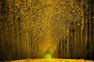 1227 Tree HD Wallpapers