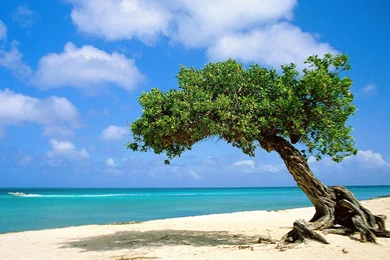 Download Divi Divi Tree On Beach In Aruba Wallpapers
