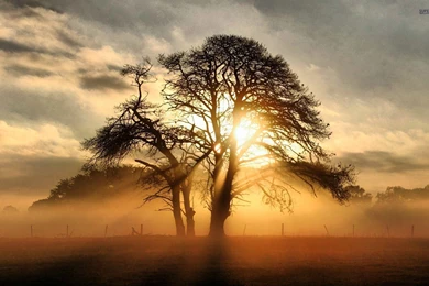Misty Sunrise Behind The Tree Wallpapers   Nature Wallpapers