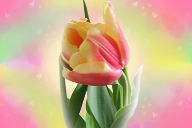 Tulip_wallpaper_1024.jpg