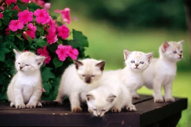 Desktop_wallpaper_hd_widescreen_free_download_2015 3.jpg