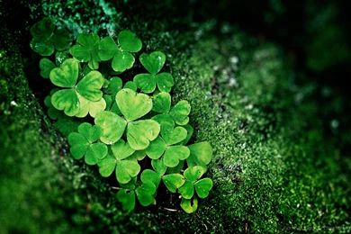St pattys day background 8.jpg
