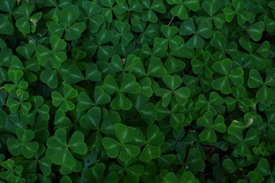 Irish Clovers Wallpapers   Wallpaper.