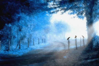 27 Raven HD Wallpapers