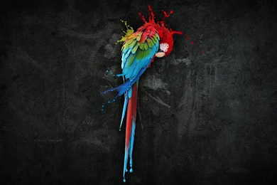 Pretty Parrot Splash Wallpapers