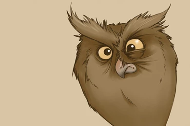 Funny Look Owl Minimalism Owl Cartoon Bird Wallpapers