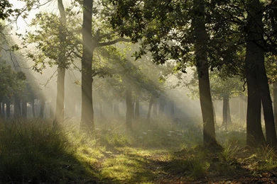 YouWall   Mystical Light Wallpapers   Wallpaper,wallpapers,free ...