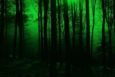 Mystical Forest >> HD Wallpaper, Get It Now!