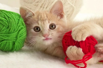 Cute Cat Sleeping Wallpapers For Android Mobile Free Download Hd ...