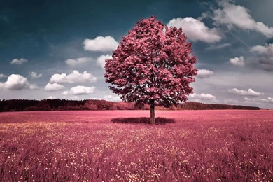 Natural Scenery Wallpapers Download 49623   Wallpapers Landscape ...