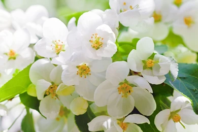 Natural Scenery Wallpapers Download 49541   Wallpapers Landscape ...