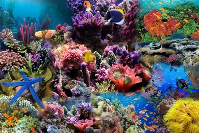 Undersea Life Widescreen Ocean Water Fish Reef Coral Sea Aquarium ...