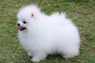 Pomeranian Dog Wallpapers