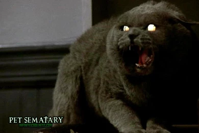 Pet Semetary Wallpapers   Horror Movies Wallpapers (6854416)   Fanpop