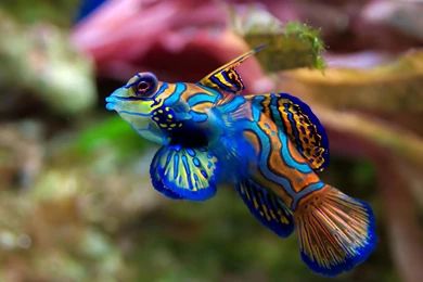 Amphilophus Popular Aquarium Fish Desktop Wallpapers