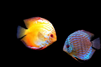 Discus Fish Wallpapers   Wallpapers Cave
