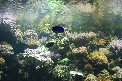 Aquarium Backgrounds Hd Wallpapers   74980