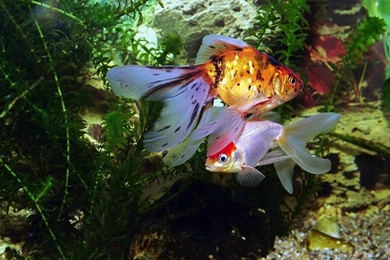 Desktop Wallpapers · Gallery · Animals · Popular Aquarium Fish ...