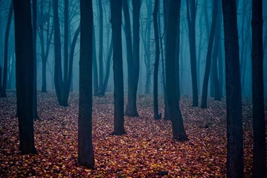 Dark Forest Wallpapers