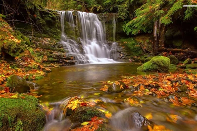 Early Autumn In The Forest Wallpapers