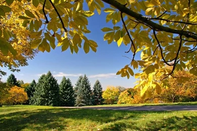 Autumn Gold Trees Of Autumn – Nature Other HD Desktop Wallpapers
