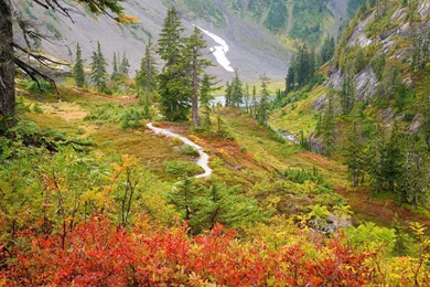 Early Autumn In Mountain Forest Wallpapers And Images   Wallpapers ...