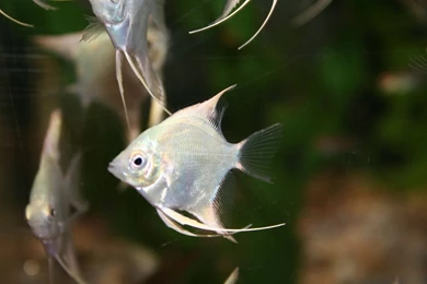 Free Wallpapers Angel Fish Pterophyllum Scalare