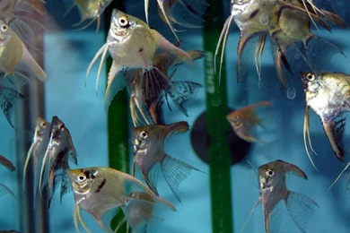 Free Wallpapers Veiltail Angel Fish