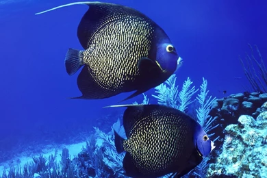Animals: Angelfish, Picture Nr. 40992