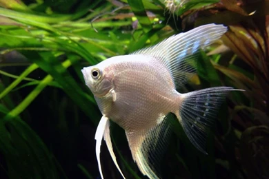 Amwell Aquatics » Fish