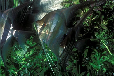 Free Wallpapers Pterophyllum Altum Wild Angel Fish